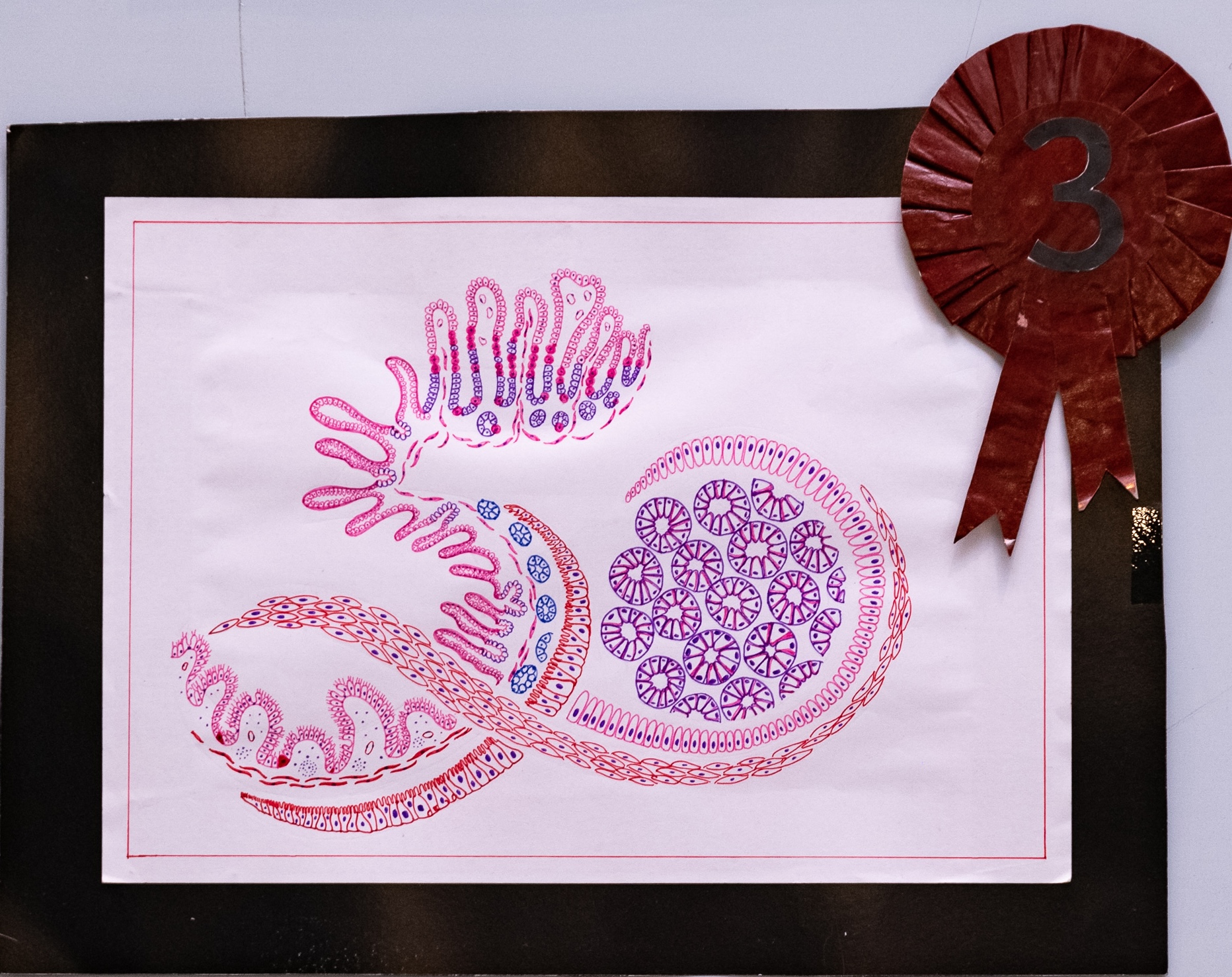 Third Place: ‘The GI 50’ by Dr Mohamed Naseer Fathima Amra