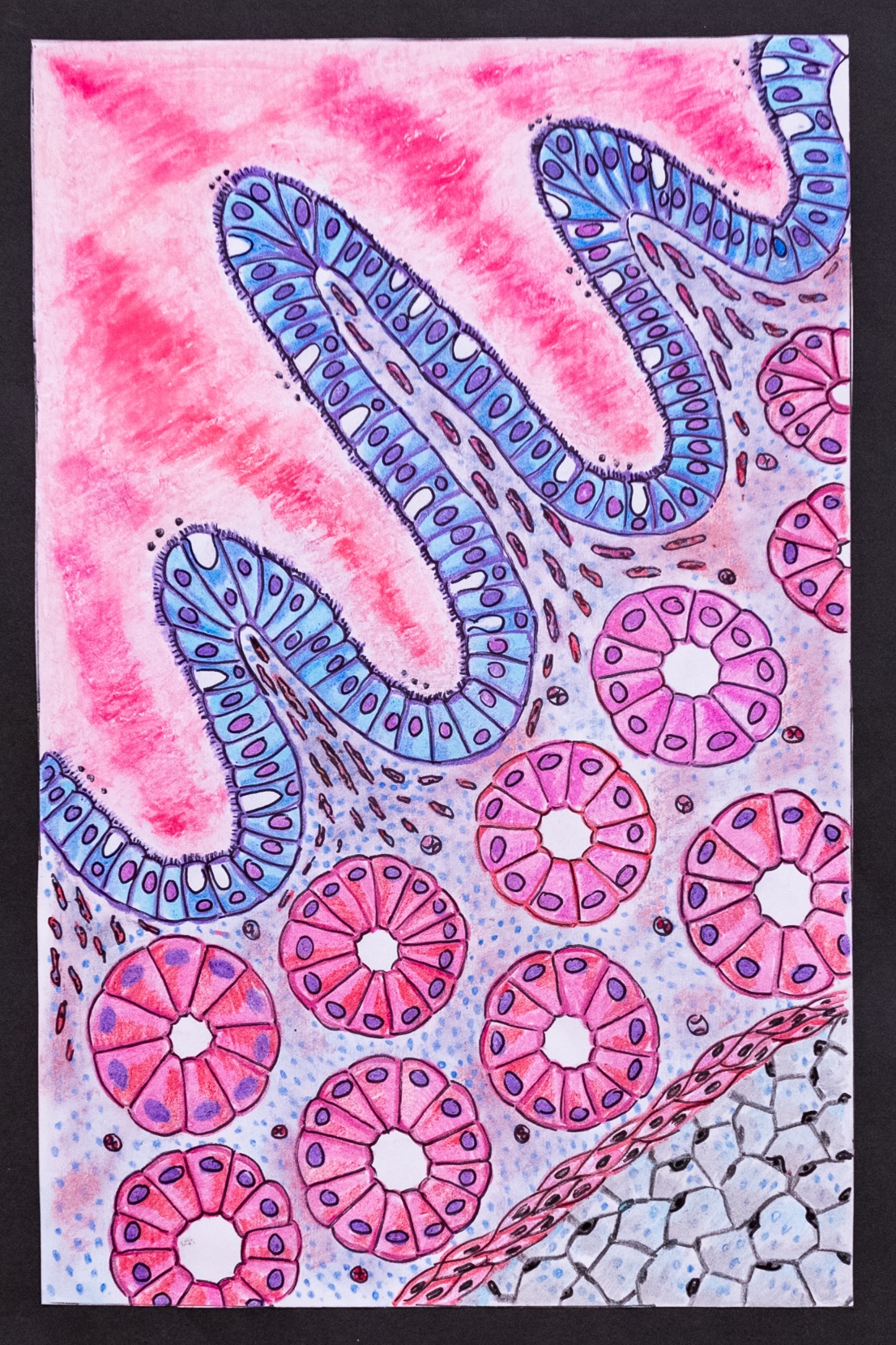 ‘Colonic saree design’ by Dr Jayathunga Arrachchige Kaumadi Udeshika