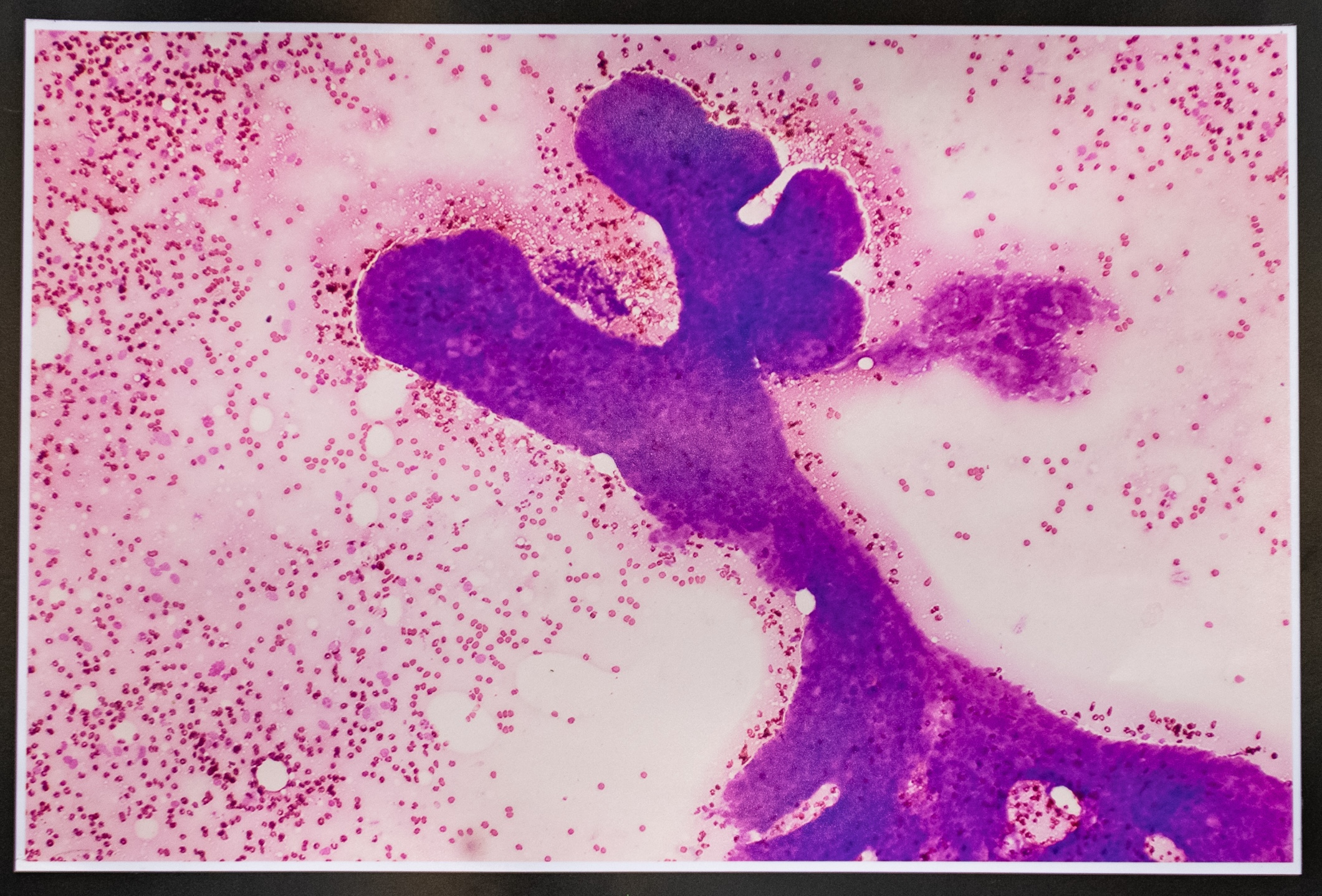 ‘Reindeer in Motion’ by Dr Baduraliyage Dona Buddimani Madavi Baduraliyage